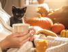 The Curious Tale of Perkins, the Cat Who Came Back