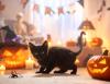 Perkins and the Witchcraft of All Hallows’ Eve