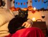The Cat Who Kept the Verdict